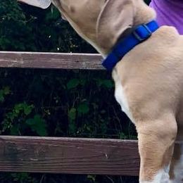 American Bullies from Triple Heart Bullies