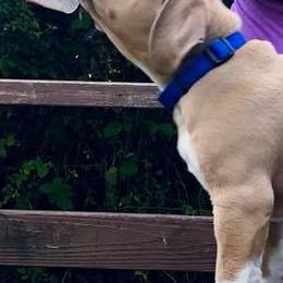 American Bullies from Triple Heart Bullies