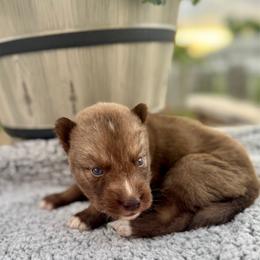 Teak - Brown and white male Siberian Husky puppy in Columbus, Nebraska from Happy Howlin' Smokey Mountain Huskies
