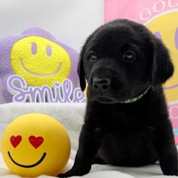 Green - Black male Labrador Retriever puppy in Heath Springs, South Carolina from Rich Hill Retrievers