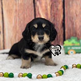 Dixie - Black and cream female Dachshund puppy in Nashville, Arkansas from Cuddles n Curls