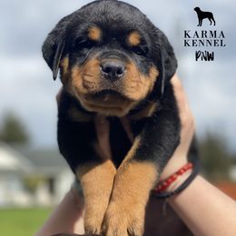 Rottweiler Puppies from KarmaKennelPNW
