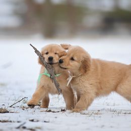 Golden Retriever Puppies from SUN-GOLDEN KENNELS