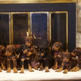 Doberman Pinscher Puppies from Laurel Vail