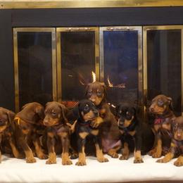 Doberman Pinscher Puppies from Laurel Vail