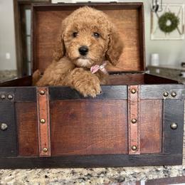 Goldendoodle and Maltipoo Puppies from Prairie Paws