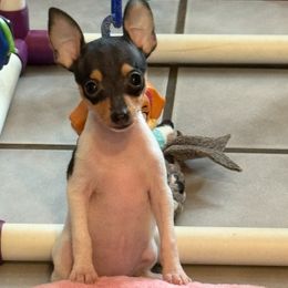 Toy Fox Terrier Puppies from Ultra Quest Show Dogs