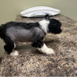 Boy 1 - Black and white male Chinese Crested puppy in Agricola, Mississippi from Xiao Lin Chinese Cresteds