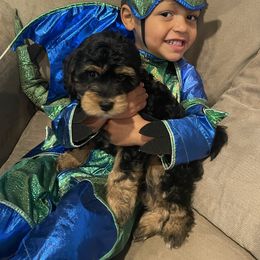 Cavapoo, Pyredoodle, and Sheepadoodle Puppies from Davis Family Doodles