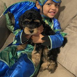 Cavapoo, Pyredoodle, and Sheepadoodle Puppies from Davis Family Doodles