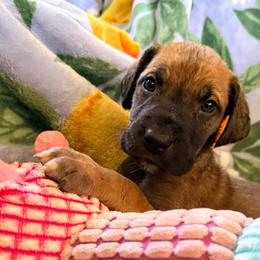 Dozer - Fawn male Great Dane puppy in Jerusalem, Arkansas from Mara Danes