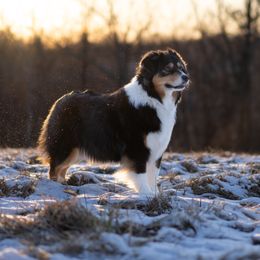 Nora - Australian Shepherd