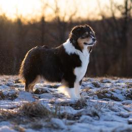 Nora - Australian Shepherd