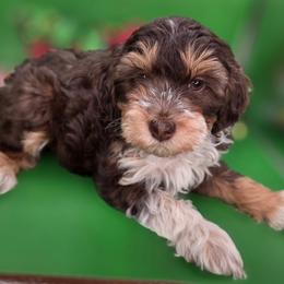 Binx - Tri-color male Bernedoodle puppy in Decatur, Tennessee from Diamond's Doodles