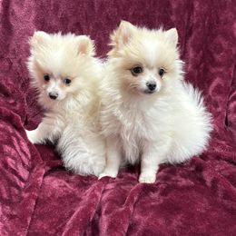 Pomeranian - Cream parti male Pomeranian puppy in Effort, Pennsylvania from Pomeranian Puppies