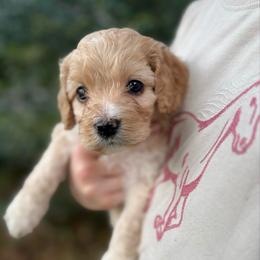 Shelby - Golden female Cockapoo puppy in Tallahassee, Florida from Panhandle Pups