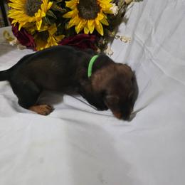 Male green collar - Red male Dachshund puppy in Cameron, Texas from Kelli's Dachshunds