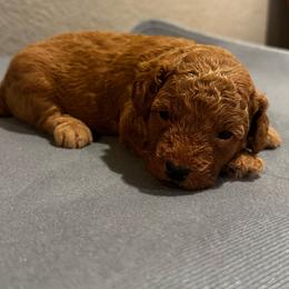 Orange collar - Red  male Poodle puppy in Fredericktown, Missouri from Ellie & Co. Doodles and Poodles