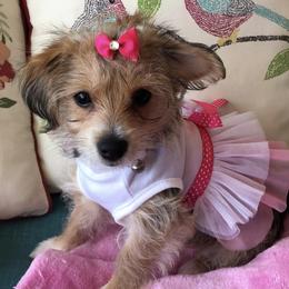 Morkies and Yorkshire Terriers from Lila’s Breeder Boutique
