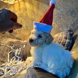 Kern - Cream male Labradoodle puppy in Somerset, California from Annie’s Animals
