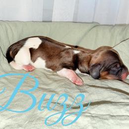 Buzz - Piebald male Dachshund puppy in Paso Robles, California from Drift & Dash Dachshunds