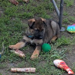 Aqua - Sable female German Shepherd puppy in Motley, Minnesota from Von Thomson Haus