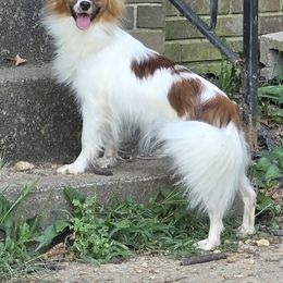 Mocha - White and sable female Papillon puppy in Cadiz, Kentucky from Tiny Treasures Papillons
