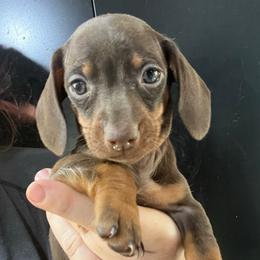 Krusteaz-Girl 2 - Chocolate and tan female Dachshund puppy in Bigfork, Minnesota from Dachshunds Up North