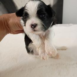 Boy 2 - Black and white male Shih Tzu puppy in Paradise, California from Richview Shihtzu