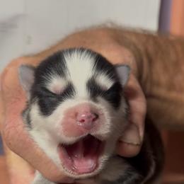 Kazbar - Black and white male Pomsky puppy in Spring Hill, Florida from PDQ Pomskies