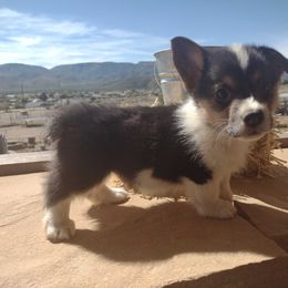 American Corgi, Cardigan Welsh Corgi, Miniature Australian Shepherd, Pembroke Welsh Corgi, and Toy Australian Shepherd Puppies from Rancho Sandoval Corgis and Mini Aussies