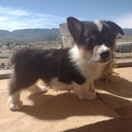 American Corgi, Cardigan Welsh Corgi, Miniature Australian Shepherd, Pembroke Welsh Corgi, and Toy Australian Shepherd Puppies from Rancho Sandoval Corgis and Mini Aussies