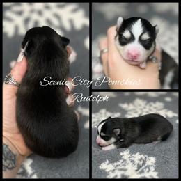 Rudolph - Black and white male Pomsky puppy in Rossville, Georgia from Scenic City Pomskies