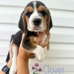 Clover - Black tan and white male Beagle puppy in Arbon, Idaho from Idaho Creekside Beagles