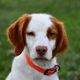Roxie - White and orange female Brittany puppy in Hollidaysburg, Pennsylvania from Royal Flush Farms