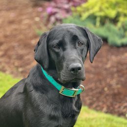 Yogo - Labrador Retriever