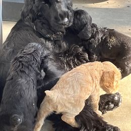 English Cocker Spaniel Puppies from Spring Run English Cocker Spaniels