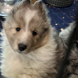 Vision - Sable merle and white male Shetland Sheepdog puppy in Athens, Georgia from RCS Kennels