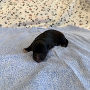 Zurich - White and black male Bordoodle puppy in Republic, Missouri from Holland Hilltop Farm