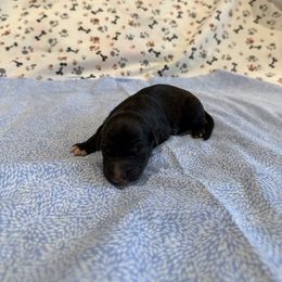 Zurich - White and black male Bordoodle puppy in Republic, Missouri from Holland Hilltop Farm