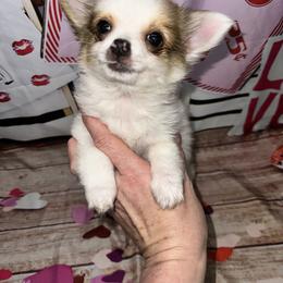 Jolly - Sable spotted white male Chihuahua puppy in Palmyra, Indiana from Country Star Chihuahuas