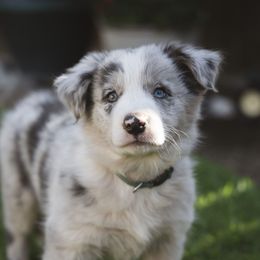Miley - Slate merle female Border Collie puppy in Fresno, California from Alpine Tails