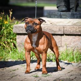 Annie - Staffordshire Bull Terrier