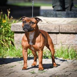 Annie - Staffordshire Bull Terrier