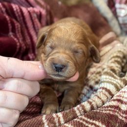 Sweet Potato - Red  female Goldendoodle puppy in Wharton, Texas from Little Fur Friends