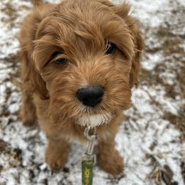 Cavapoo Puppies from Poppy Garden Doodles