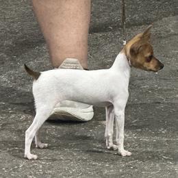 Tan female - White and tan female Toy Fox Terrier puppy in Liberty, Texas from Ashwind kennels