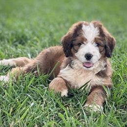 Liberty - Sable female Bernedoodle puppy in Kansas City, Missouri from Beary GoldenDoodles
