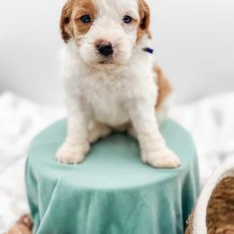 Tahiti - Red  female Goldendoodle puppy in Belton, South Carolina from Poodley Doodley Doo