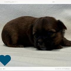 Jester - Blue and tan male Shorkie puppy in Delta, Colorado from SATA Kennels